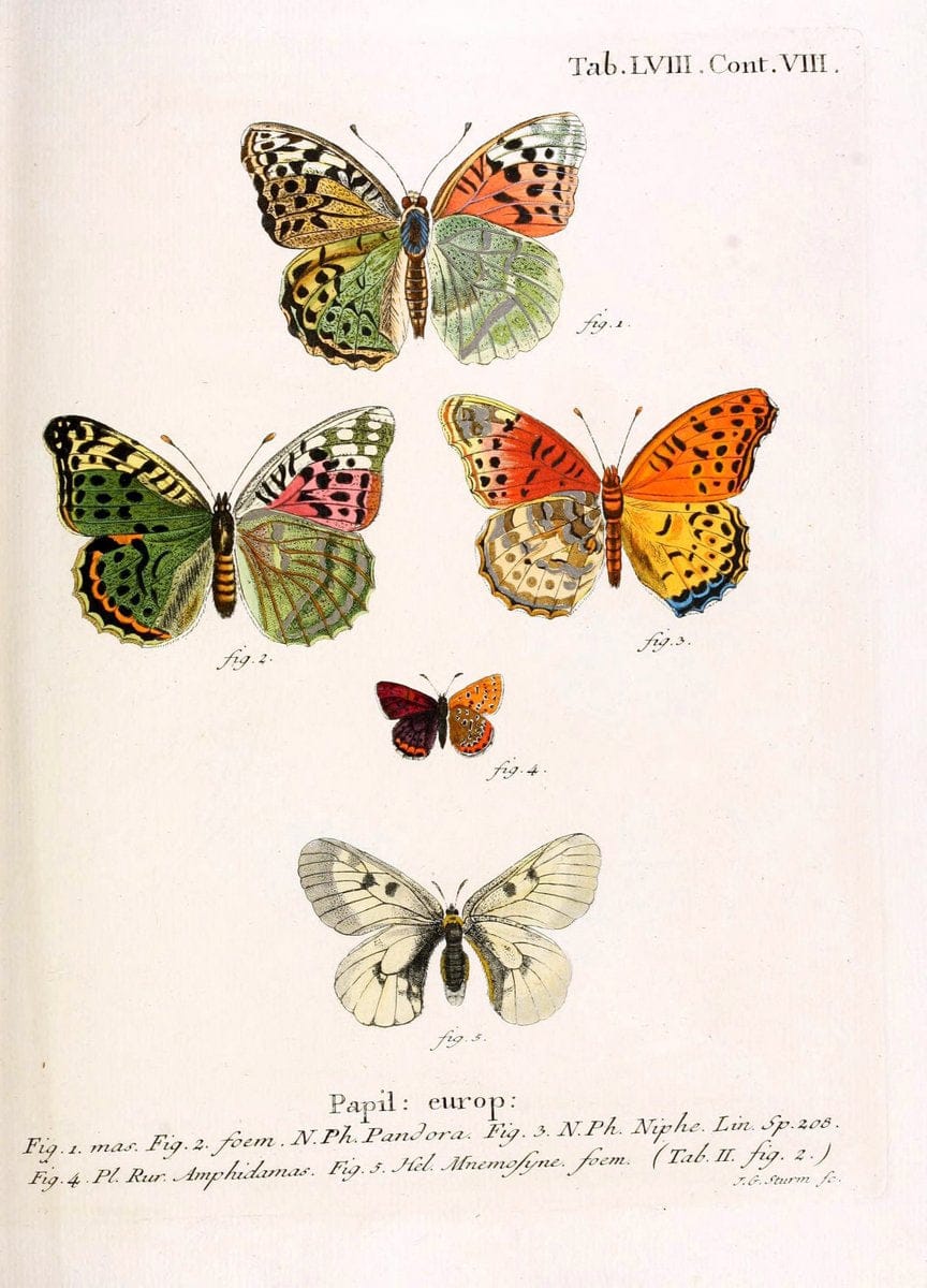 Die Schmetterlinge in Abbildungen nach der Natur. v.1 plates.Leipzig :T.O. Weigel,[1829-1839] |  | Vintage Print Reproduction 472621