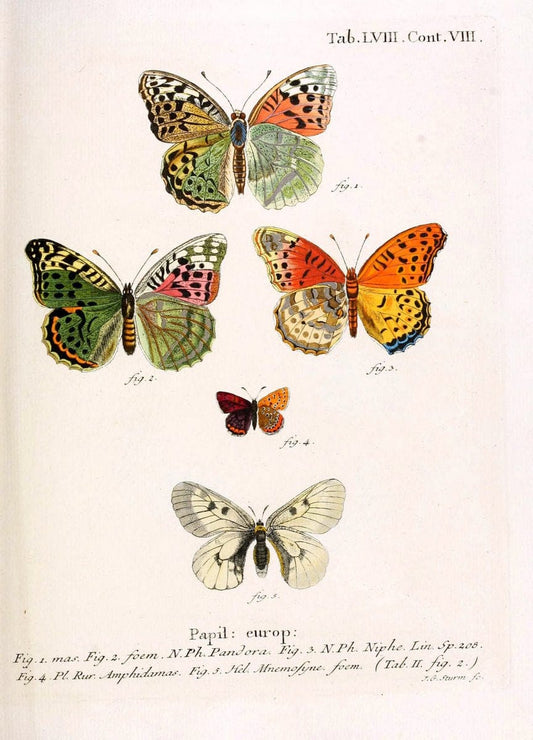 Die Schmetterlinge in Abbildungen nach der Natur. v.1 plates.Leipzig :T.O. Weigel,[1829-1839] |  | Vintage Print Reproduction 472621