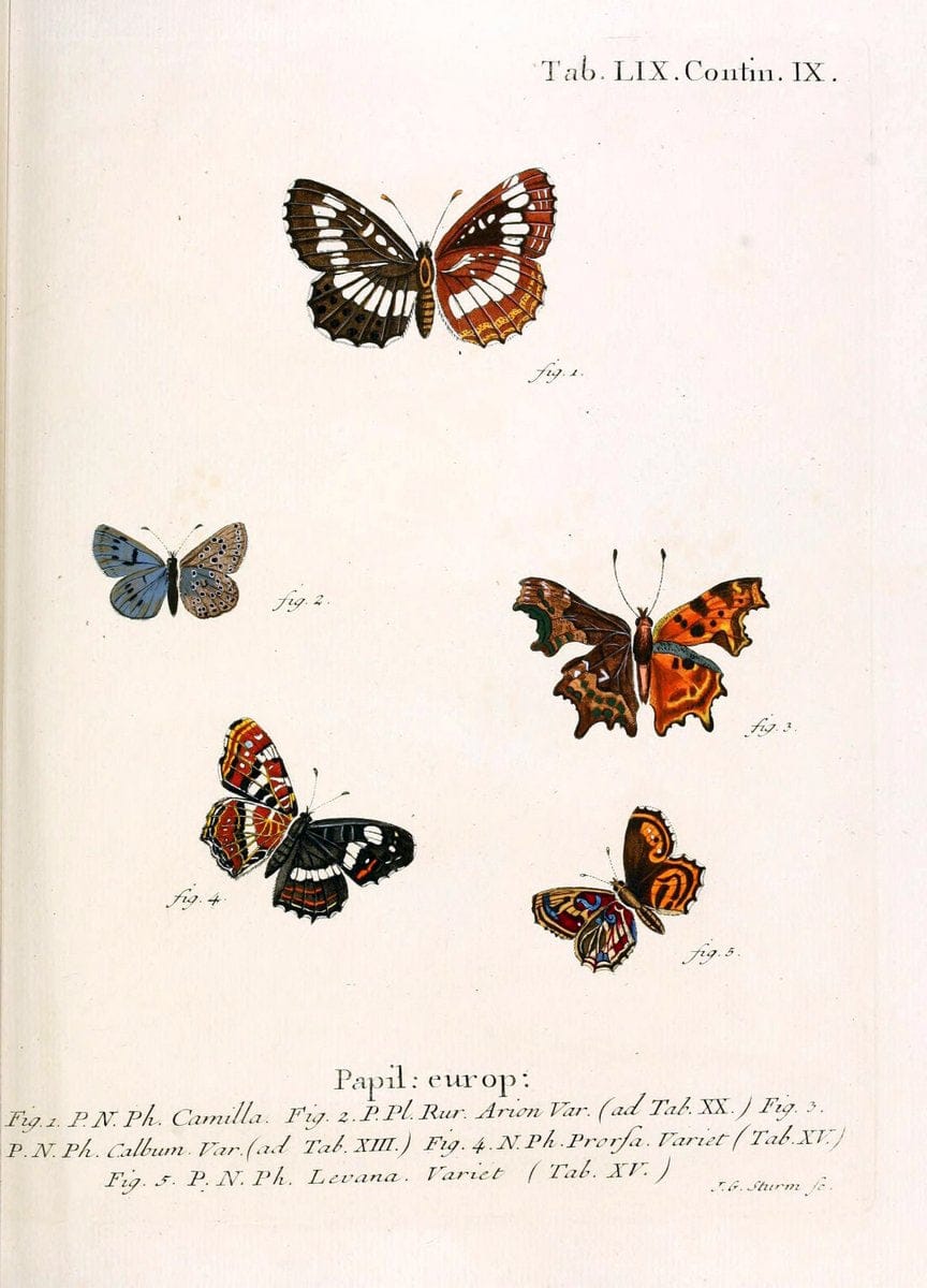 Die Schmetterlinge in Abbildungen nach der Natur. v.1 plates.Leipzig :T.O. Weigel,[1829-1839] |  | Vintage Print Reproduction 472622