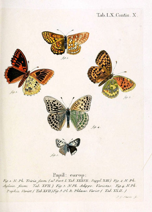 Die Schmetterlinge in Abbildungen nach der Natur. v.1 plates.Leipzig :T.O. Weigel,[1829-1839] |  | Vintage Print Reproduction 472623