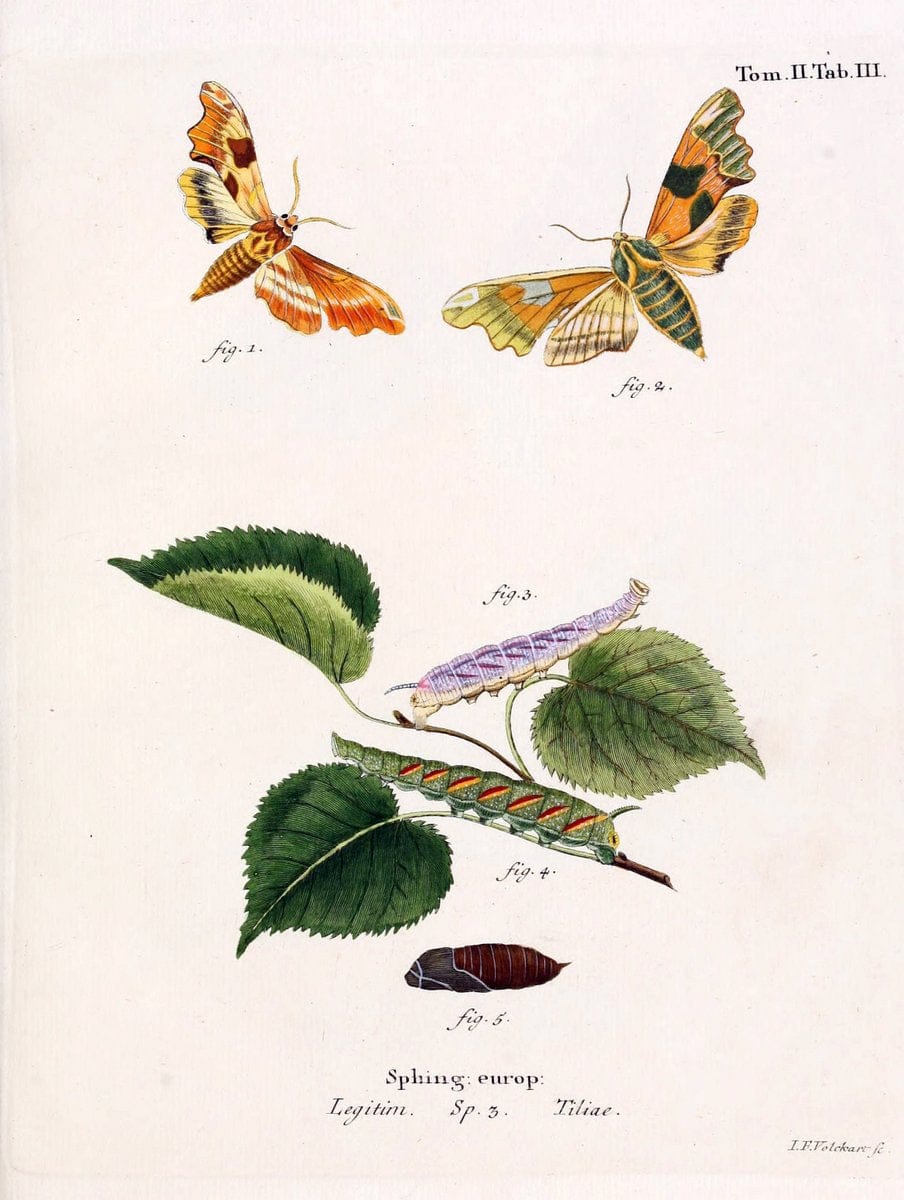 Die Schmetterlinge in Abbildungen nach der Natur /.Leipzig :T.O. Weigel,[1829-1839]. |  | Vintage Print Reproduction 472624