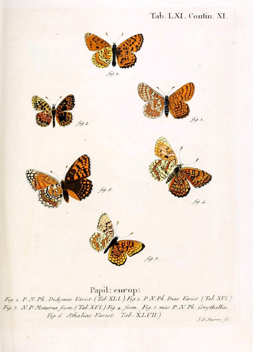 Die Schmetterlinge in Abbildungen nach der Natur. v.1 plates.Leipzig :T.O. Weigel,[1829-1839] |  | Vintage Print Reproduction 472625