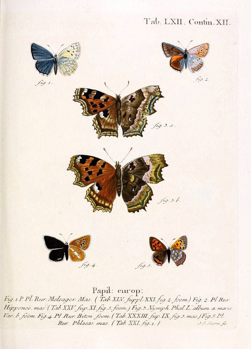 Die Schmetterlinge in Abbildungen nach der Natur. v.1 plates.Leipzig :T.O. Weigel,[1829-1839] |  | Vintage Print Reproduction 472626
