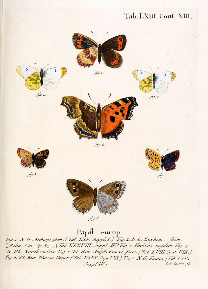 Die Schmetterlinge in Abbildungen nach der Natur. v.1 plates.Leipzig :T.O. Weigel,[1829-1839] |  | Vintage Print Reproduction 472627
