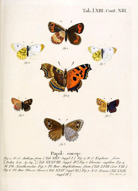 Die Schmetterlinge in Abbildungen nach der Natur. v.1 plates.Leipzig :T.O. Weigel,[1829-1839] |  | Vintage Print Reproduction 472627