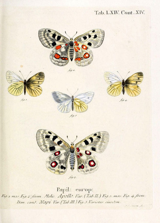 Die Schmetterlinge in Abbildungen nach der Natur. v.1 plates.Leipzig :T.O. Weigel,[1829-1839] |  | Vintage Print Reproduction 472628