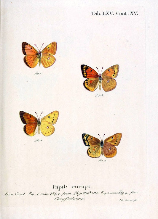 Die Schmetterlinge in Abbildungen nach der Natur. v.1 plates.Leipzig :T.O. Weigel,[1829-1839] |  | Vintage Print Reproduction 472629