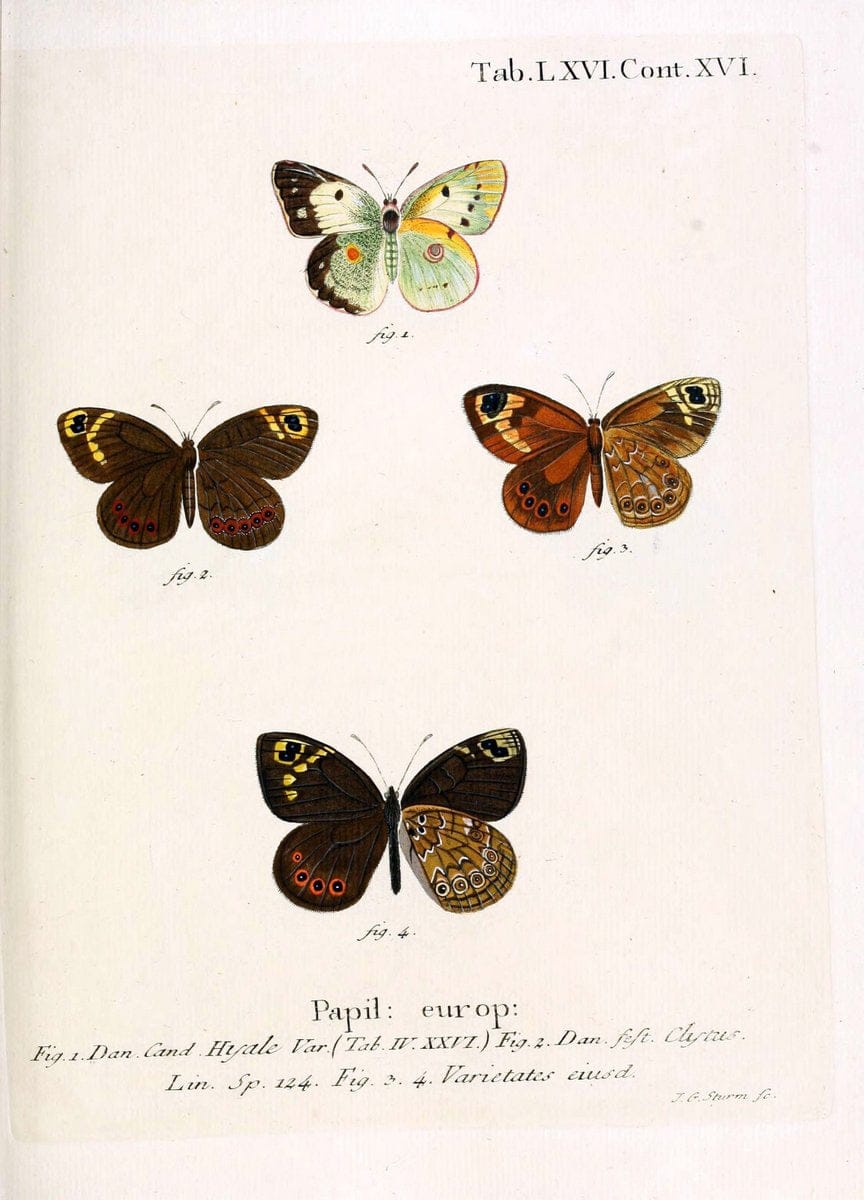Die Schmetterlinge in Abbildungen nach der Natur. v.1 plates.Leipzig :T.O. Weigel,[1829-1839] |  | Vintage Print Reproduction 472630