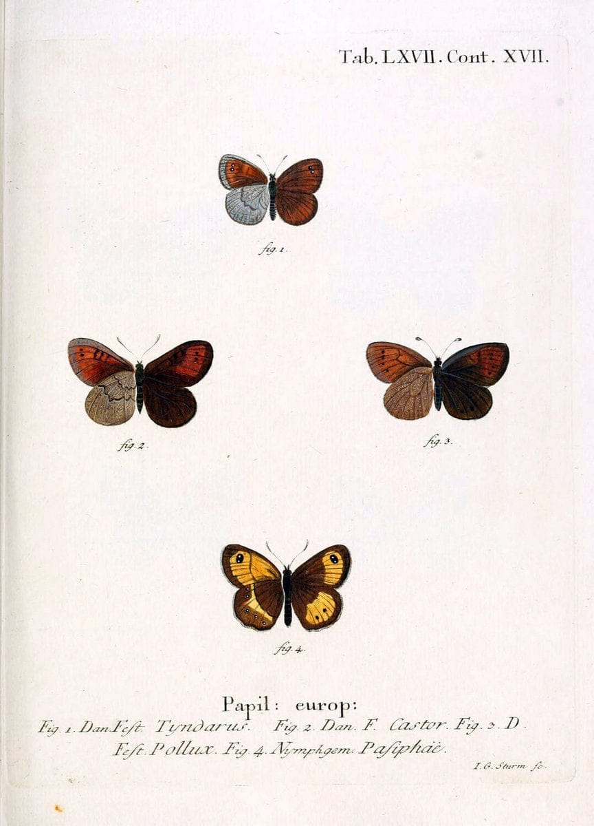 Die Schmetterlinge in Abbildungen nach der Natur. v.1 plates.Leipzig :T.O. Weigel,[1829-1839] |  | Vintage Print Reproduction 472631