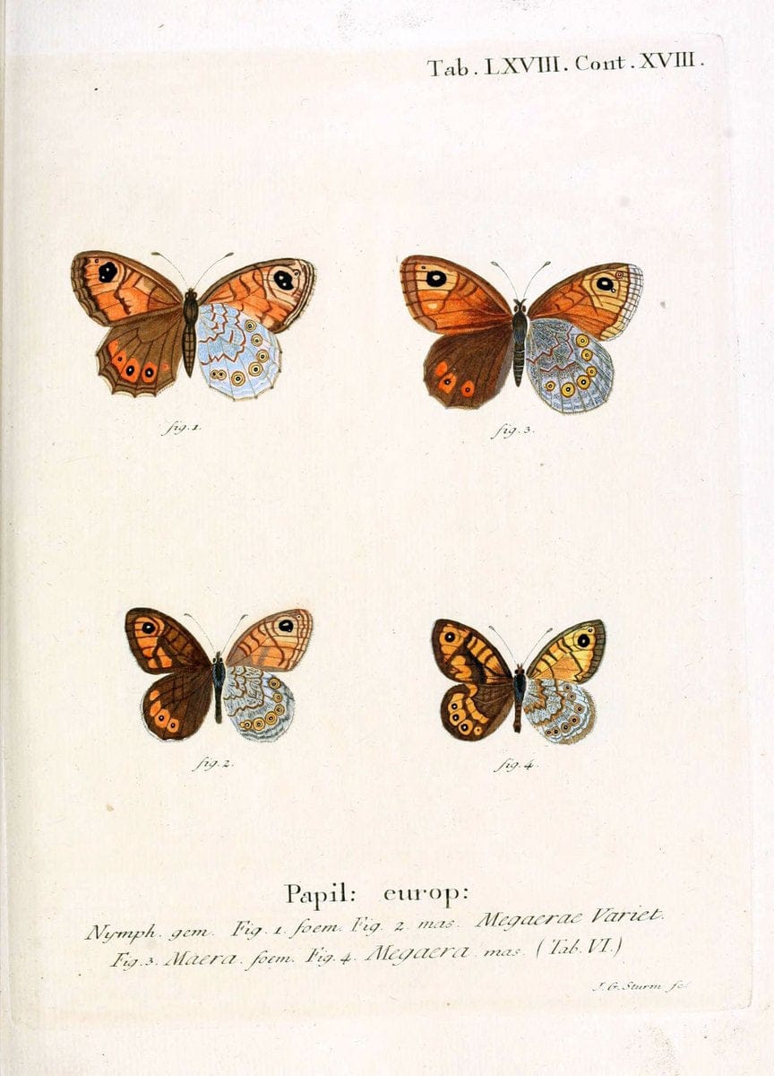 Die Schmetterlinge in Abbildungen nach der Natur. v.1 plates.Leipzig :T.O. Weigel,[1829-1839] |  | Vintage Print Reproduction 472632
