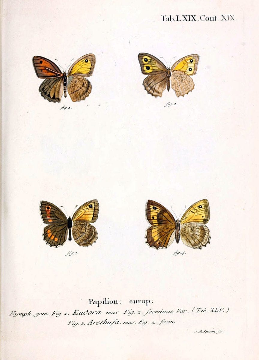 Die Schmetterlinge in Abbildungen nach der Natur. v.1 plates.Leipzig :T.O. Weigel,[1829-1839] |  | Vintage Print Reproduction 472633