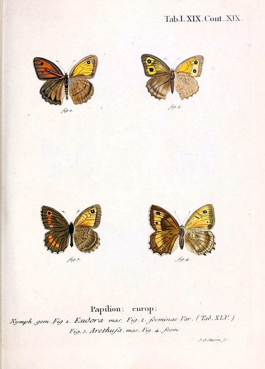 Die Schmetterlinge in Abbildungen nach der Natur. v.1 plates.Leipzig :T.O. Weigel,[1829-1839] |  | Vintage Print Reproduction 472633