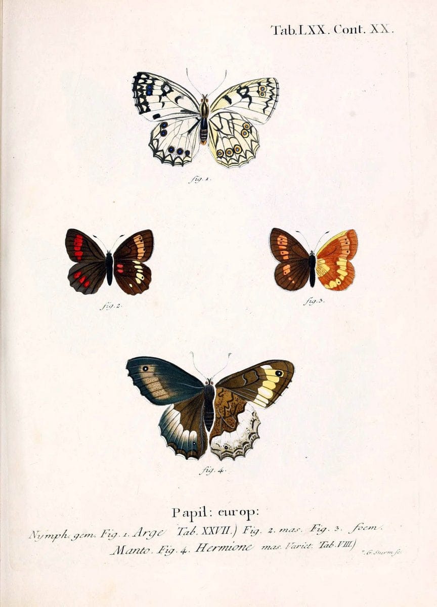 Die Schmetterlinge in Abbildungen nach der Natur. v.1 plates.Leipzig :T.O. Weigel,[1829-1839] |  | Vintage Print Reproduction 472634