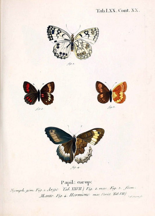 Die Schmetterlinge in Abbildungen nach der Natur. v.1 plates.Leipzig :T.O. Weigel,[1829-1839] |  | Vintage Print Reproduction 472634