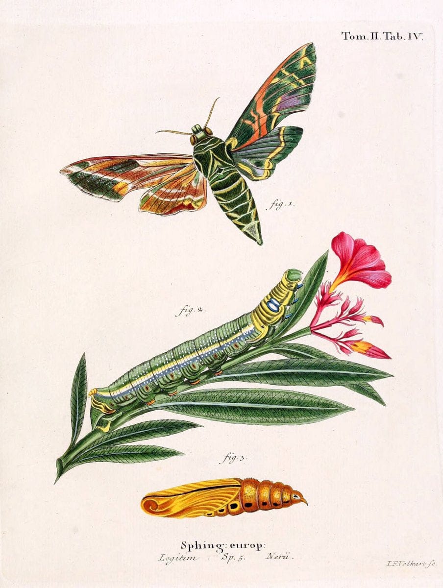 Die Schmetterlinge in Abbildungen nach der Natur /.Leipzig :T.O. Weigel,[1829-1839]. |  | Vintage Print Reproduction 472635