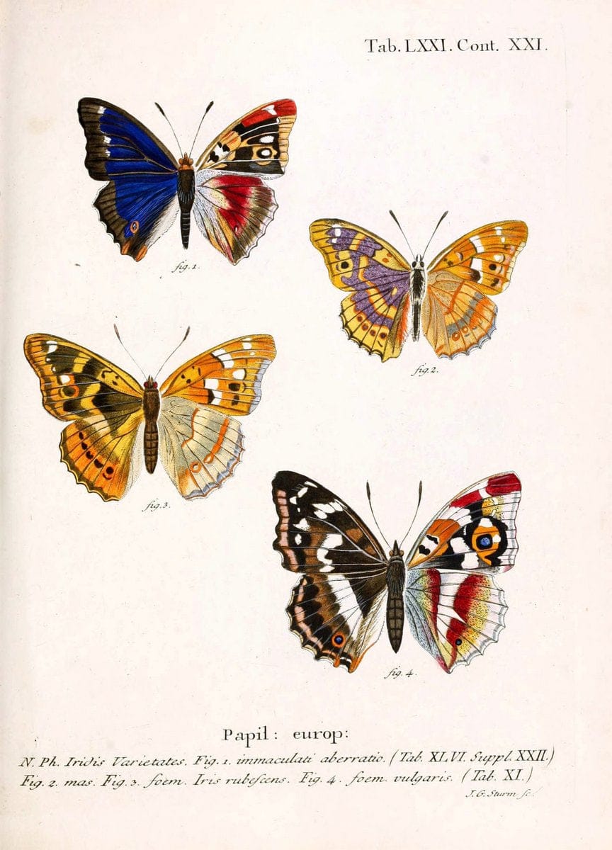 Die Schmetterlinge in Abbildungen nach der Natur. v.1 plates.Leipzig :T.O. Weigel,[1829-1839] |  | Vintage Print Reproduction 472636