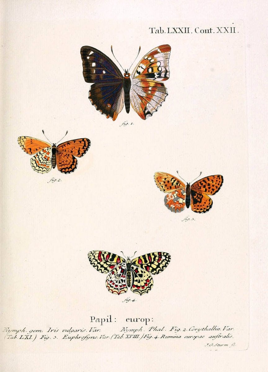 Die Schmetterlinge in Abbildungen nach der Natur. v.1 plates.Leipzig :T.O. Weigel,[1829-1839] |  | Vintage Print Reproduction 472637