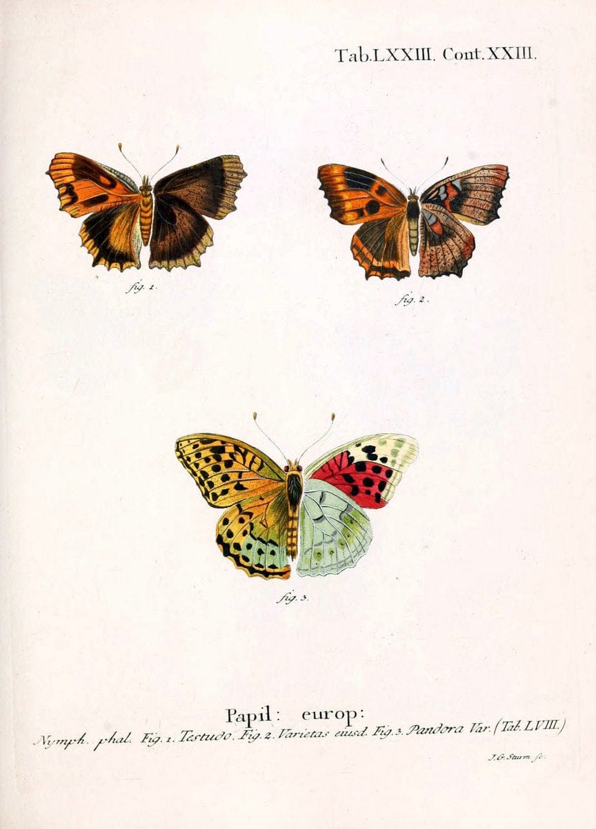 Die Schmetterlinge in Abbildungen nach der Natur. v.1 plates.Leipzig :T.O. Weigel,[1829-1839] |  | Vintage Print Reproduction 472638