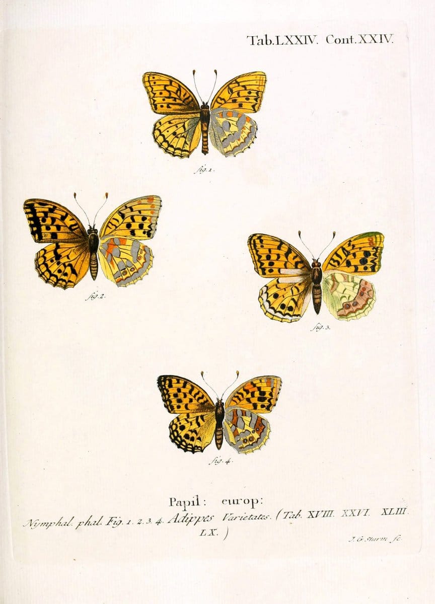 Die Schmetterlinge in Abbildungen nach der Natur. v.1 plates.Leipzig :T.O. Weigel,[1829-1839] |  | Vintage Print Reproduction 472639