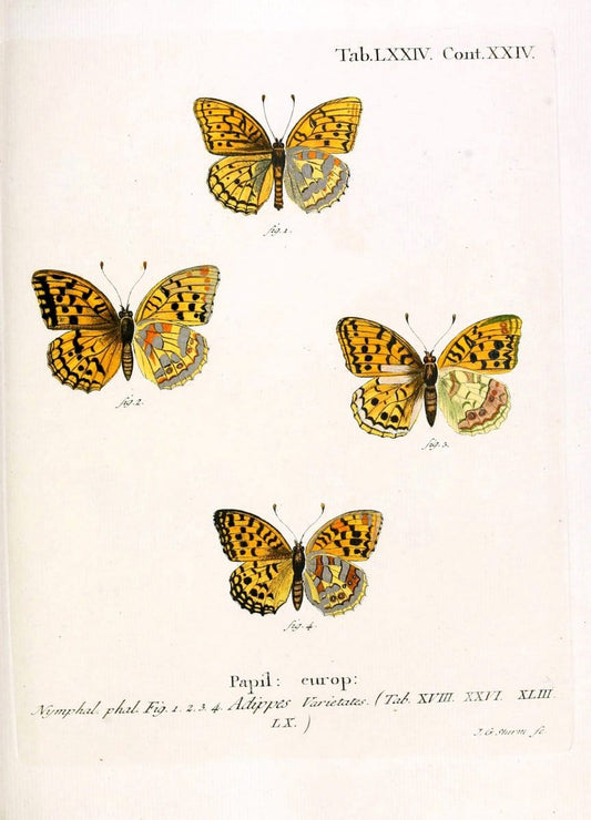 Die Schmetterlinge in Abbildungen nach der Natur. v.1 plates.Leipzig :T.O. Weigel,[1829-1839] |  | Vintage Print Reproduction 472639