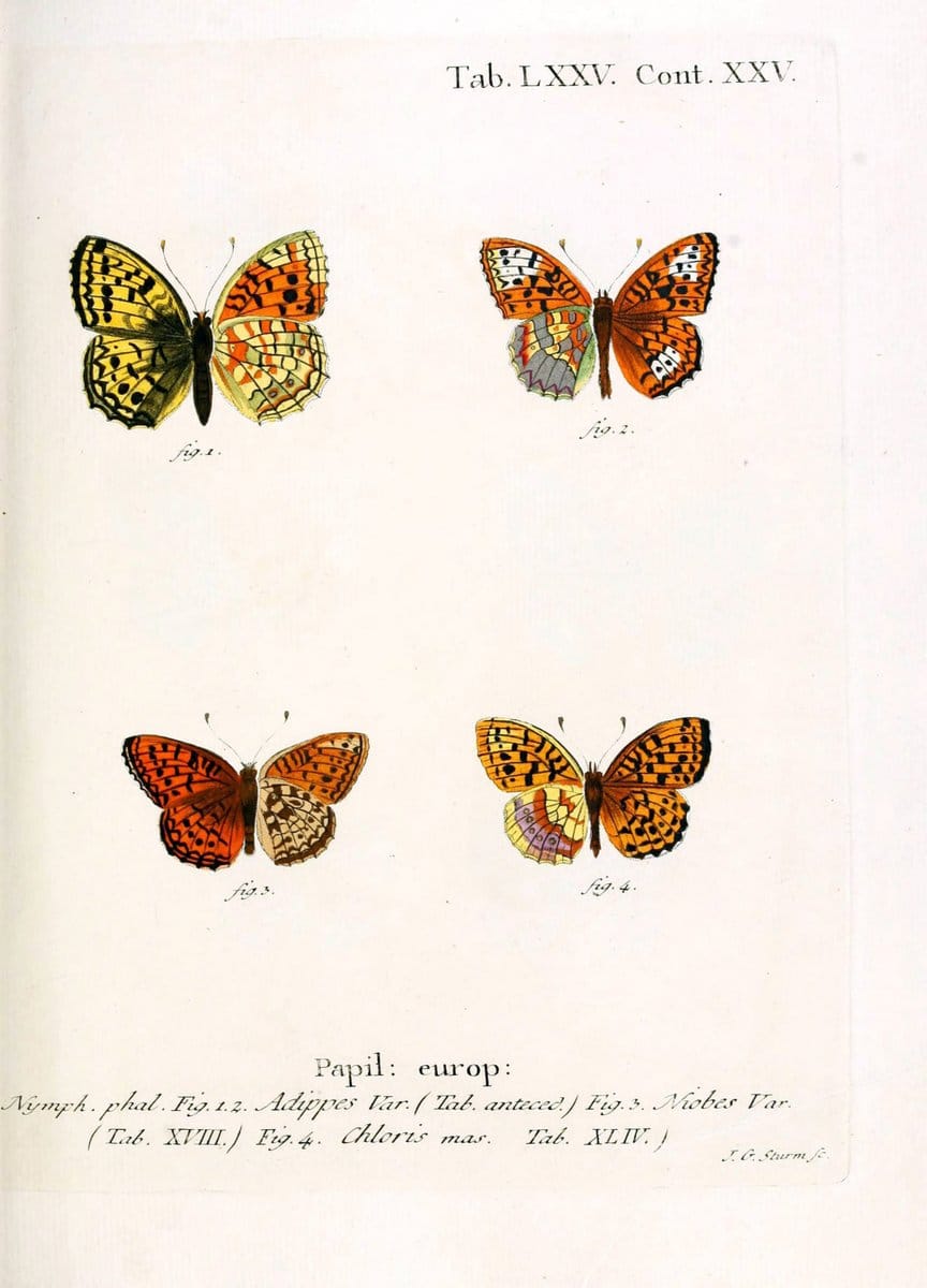 Die Schmetterlinge in Abbildungen nach der Natur. v.1 plates.Leipzig :T.O. Weigel,[1829-1839] |  | Vintage Print Reproduction 472640