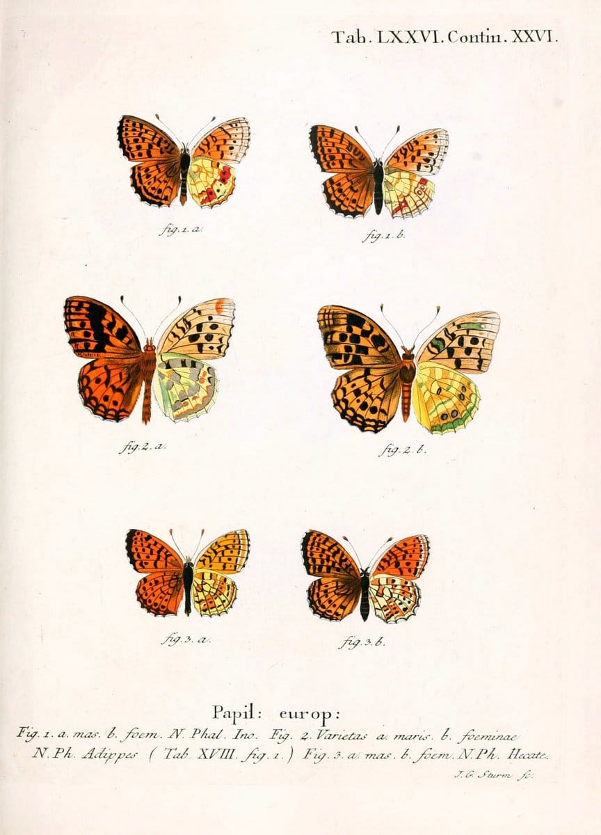 Die Schmetterlinge in Abbildungen nach der Natur. v.1 plates.Leipzig :T.O. Weigel,[1829-1839] |  | Vintage Print Reproduction 472641