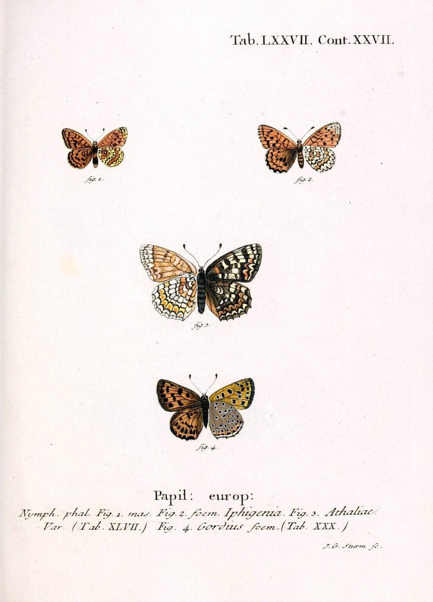 Die Schmetterlinge in Abbildungen nach der Natur. v.1 plates.Leipzig :T.O. Weigel,[1829-1839] |  | Vintage Print Reproduction 472642