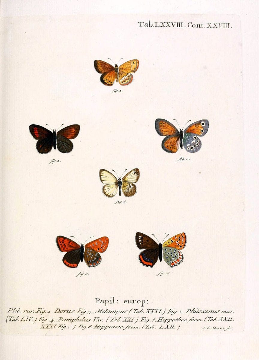 Die Schmetterlinge in Abbildungen nach der Natur. v.1 plates.Leipzig :T.O. Weigel,[1829-1839] |  | Vintage Print Reproduction 472643
