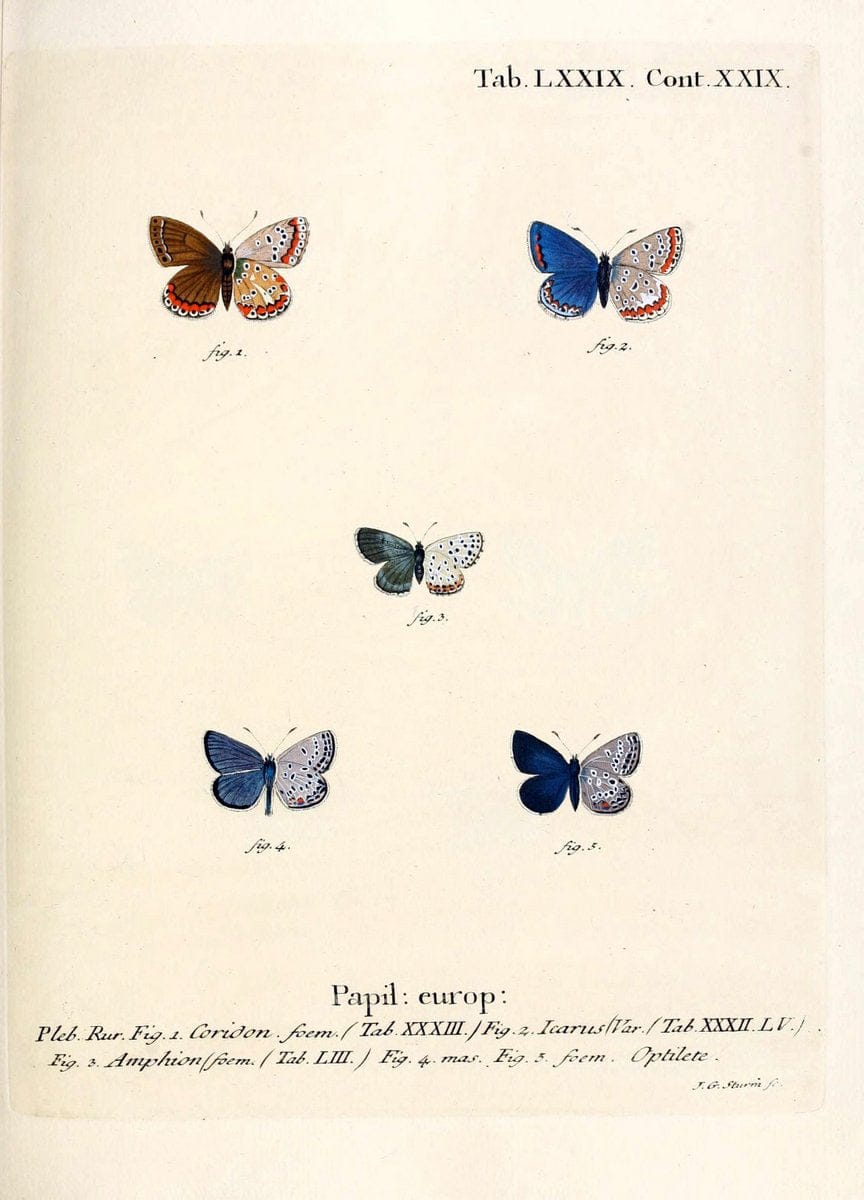 Die Schmetterlinge in Abbildungen nach der Natur. v.1 plates.Leipzig :T.O. Weigel,[1829-1839] |  | Vintage Print Reproduction 472644