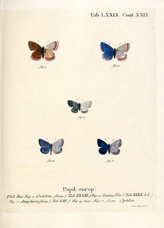 Die Schmetterlinge in Abbildungen nach der Natur. v.1 plates.Leipzig :T.O. Weigel,[1829-1839] |  | Vintage Print Reproduction 472644