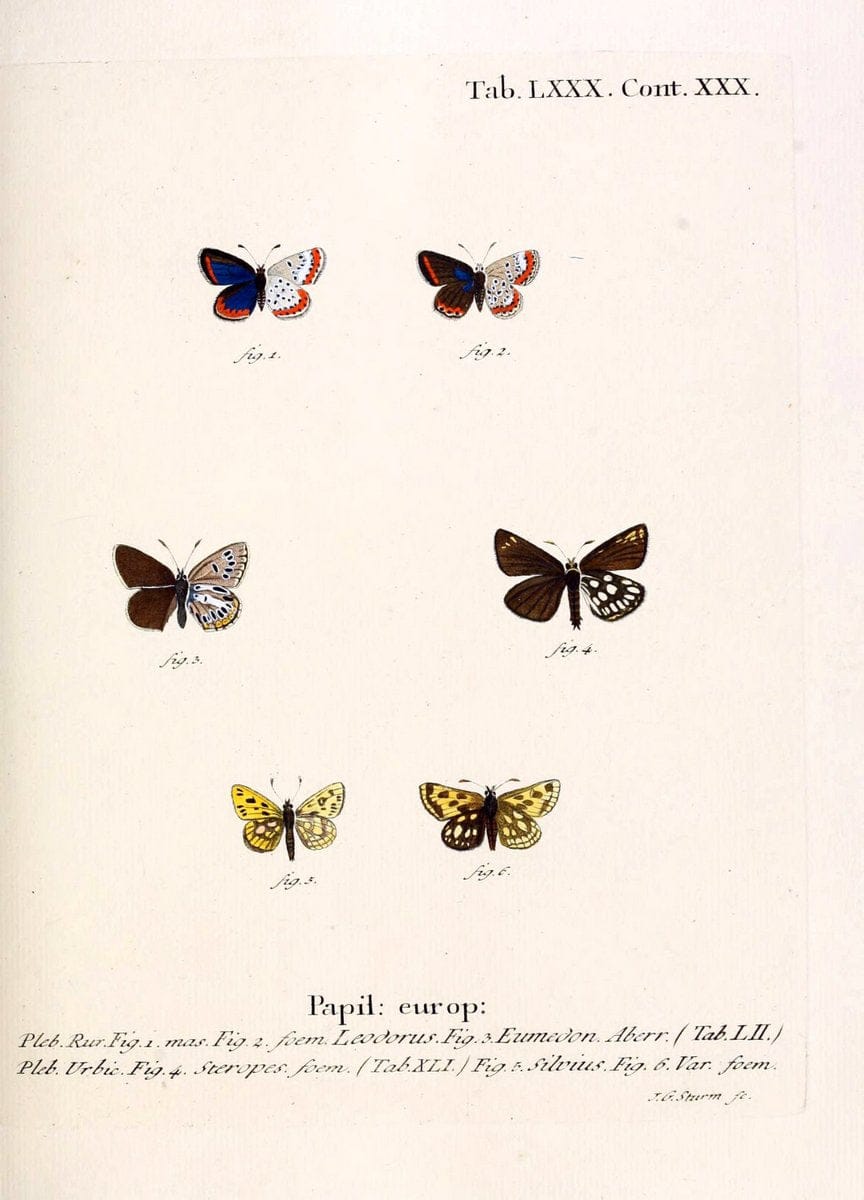 Die Schmetterlinge in Abbildungen nach der Natur. v.1 plates.Leipzig :T.O. Weigel,[1829-1839] |  | Vintage Print Reproduction 472645