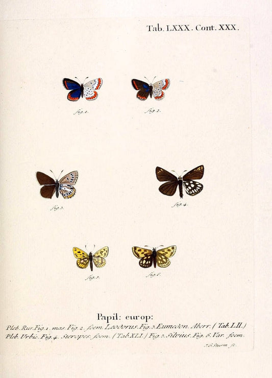 Die Schmetterlinge in Abbildungen nach der Natur. v.1 plates.Leipzig :T.O. Weigel,[1829-1839] |  | Vintage Print Reproduction 472645