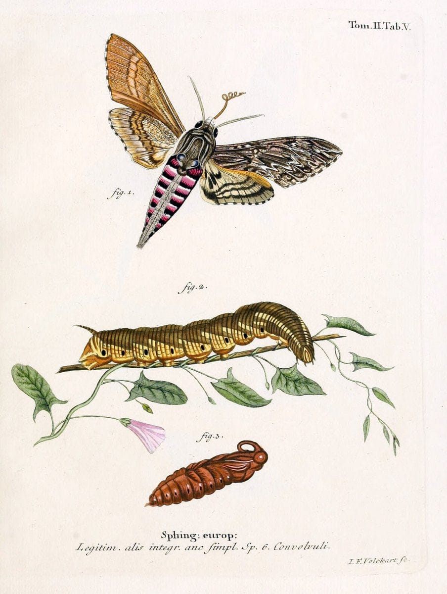 Die Schmetterlinge in Abbildungen nach der Natur /.Leipzig :T.O. Weigel,[1829-1839]. |  | Vintage Print Reproduction 472646