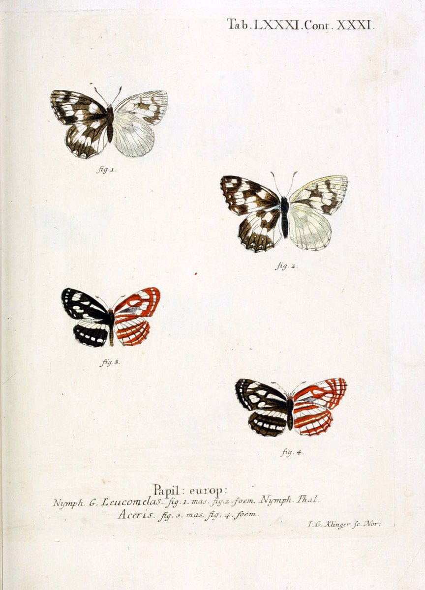 Die Schmetterlinge in Abbildungen nach der Natur. v.1 plates.Leipzig :T.O. Weigel,[1829-1839] |  | Vintage Print Reproduction 472647