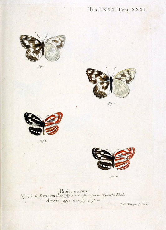 Die Schmetterlinge in Abbildungen nach der Natur. v.1 plates.Leipzig :T.O. Weigel,[1829-1839] |  | Vintage Print Reproduction 472647