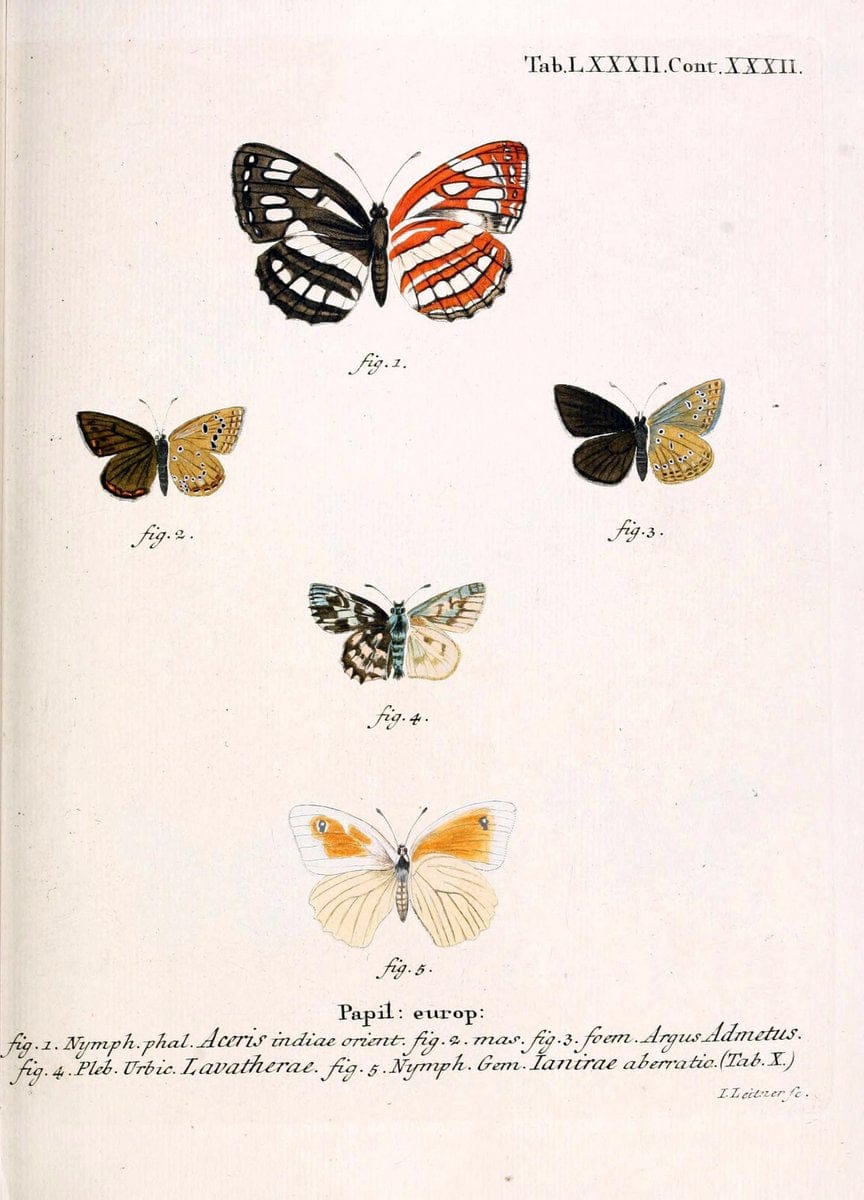 Die Schmetterlinge in Abbildungen nach der Natur. v.1 plates.Leipzig :T.O. Weigel,[1829-1839] |  | Vintage Print Reproduction 472648
