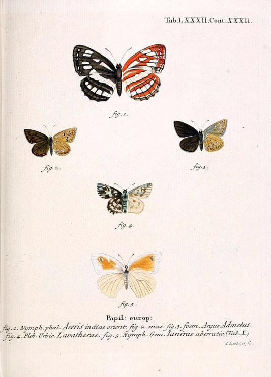 Die Schmetterlinge in Abbildungen nach der Natur. v.1 plates.Leipzig :T.O. Weigel,[1829-1839] |  | Vintage Print Reproduction 472648