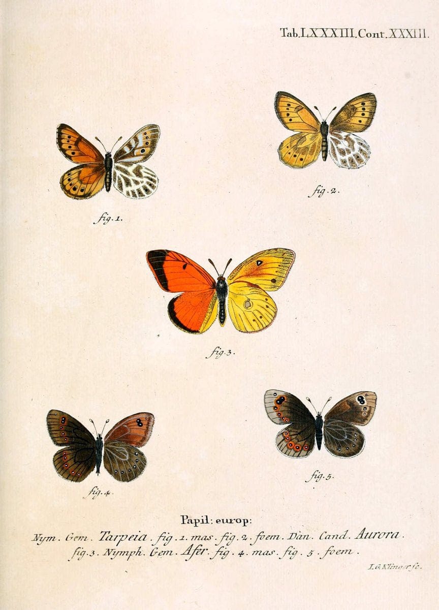 Die Schmetterlinge in Abbildungen nach der Natur. v.1 plates.Leipzig :T.O. Weigel,[1829-1839] |  | Vintage Print Reproduction 472649