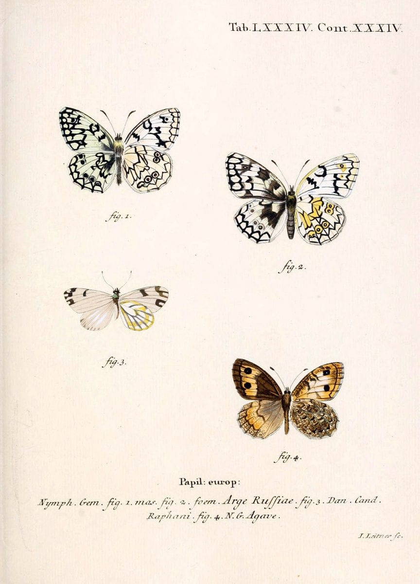 Die Schmetterlinge in Abbildungen nach der Natur. v.1 plates.Leipzig :T.O. Weigel,[1829-1839] |  | Vintage Print Reproduction 472650