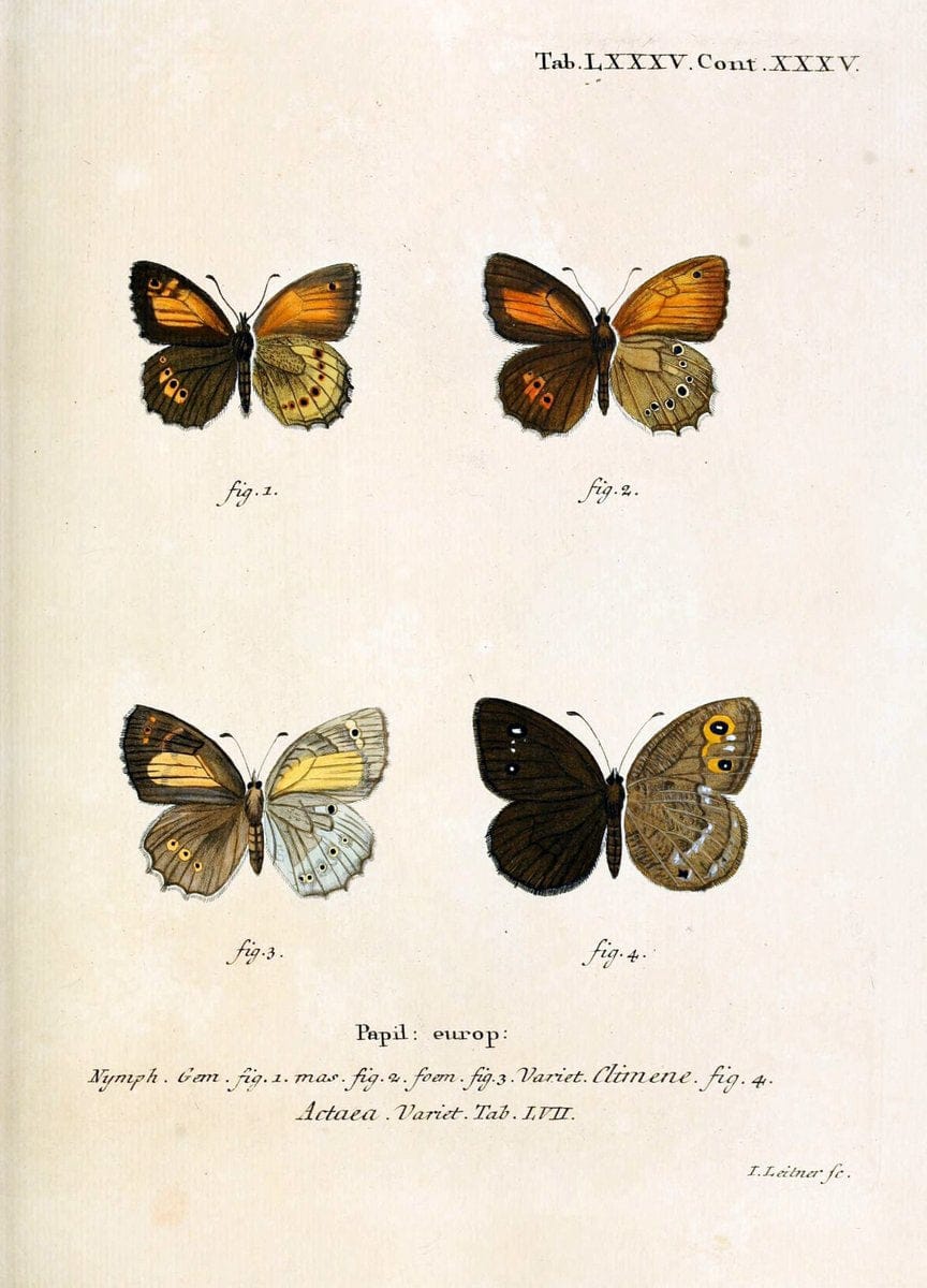 Die Schmetterlinge in Abbildungen nach der Natur. v.1 plates.Leipzig :T.O. Weigel,[1829-1839] |  | Vintage Print Reproduction 472651