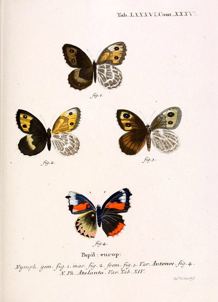 Die Schmetterlinge in Abbildungen nach der Natur. v.1 plates.Leipzig :T.O. Weigel,[1829-1839] |  | Vintage Print Reproduction 472652