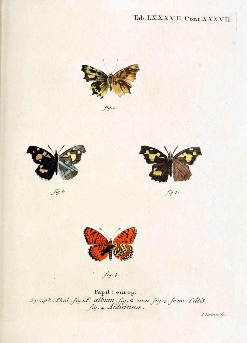 Die Schmetterlinge in Abbildungen nach der Natur. v.1 plates.Leipzig :T.O. Weigel,[1829-1839] |  | Vintage Print Reproduction 472653