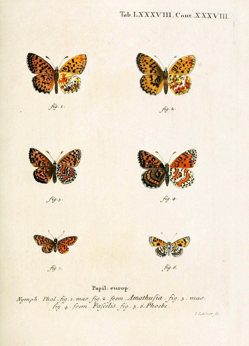 Die Schmetterlinge in Abbildungen nach der Natur. v.1 plates.Leipzig :T.O. Weigel,[1829-1839] |  | Vintage Print Reproduction 472654