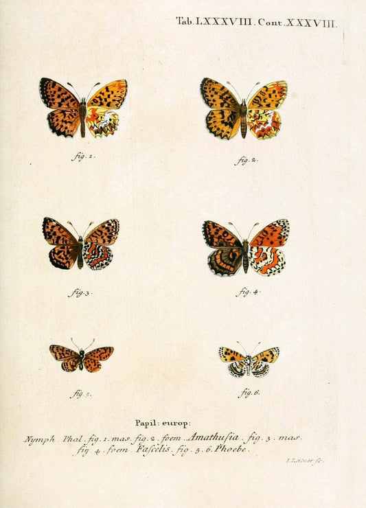 Die Schmetterlinge in Abbildungen nach der Natur. v.1 plates.Leipzig :T.O. Weigel,[1829-1839] |  | Vintage Print Reproduction 472654