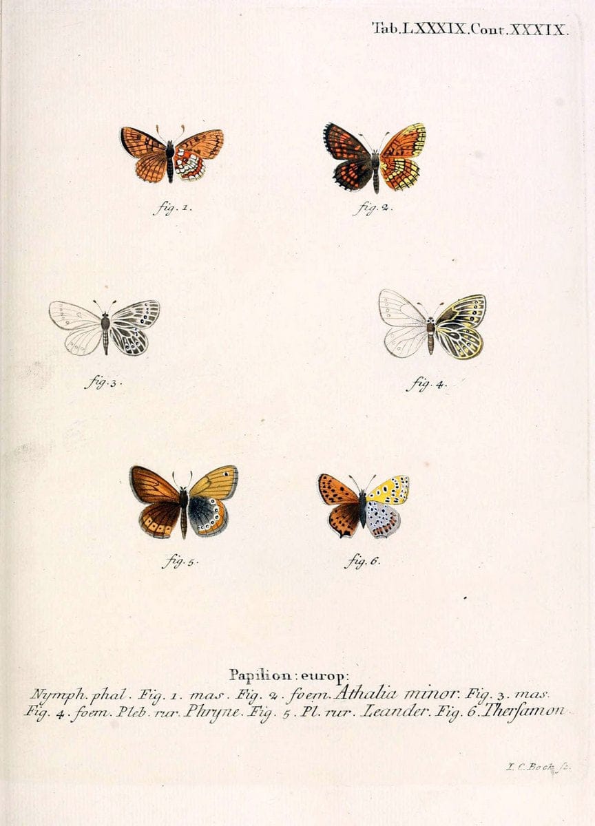 Die Schmetterlinge in Abbildungen nach der Natur. v.1 plates.Leipzig :T.O. Weigel,[1829-1839] |  | Vintage Print Reproduction 472655