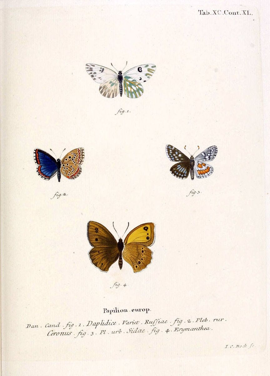 Die Schmetterlinge in Abbildungen nach der Natur. v.1 plates.Leipzig :T.O. Weigel,[1829-1839] |  | Vintage Print Reproduction 472656