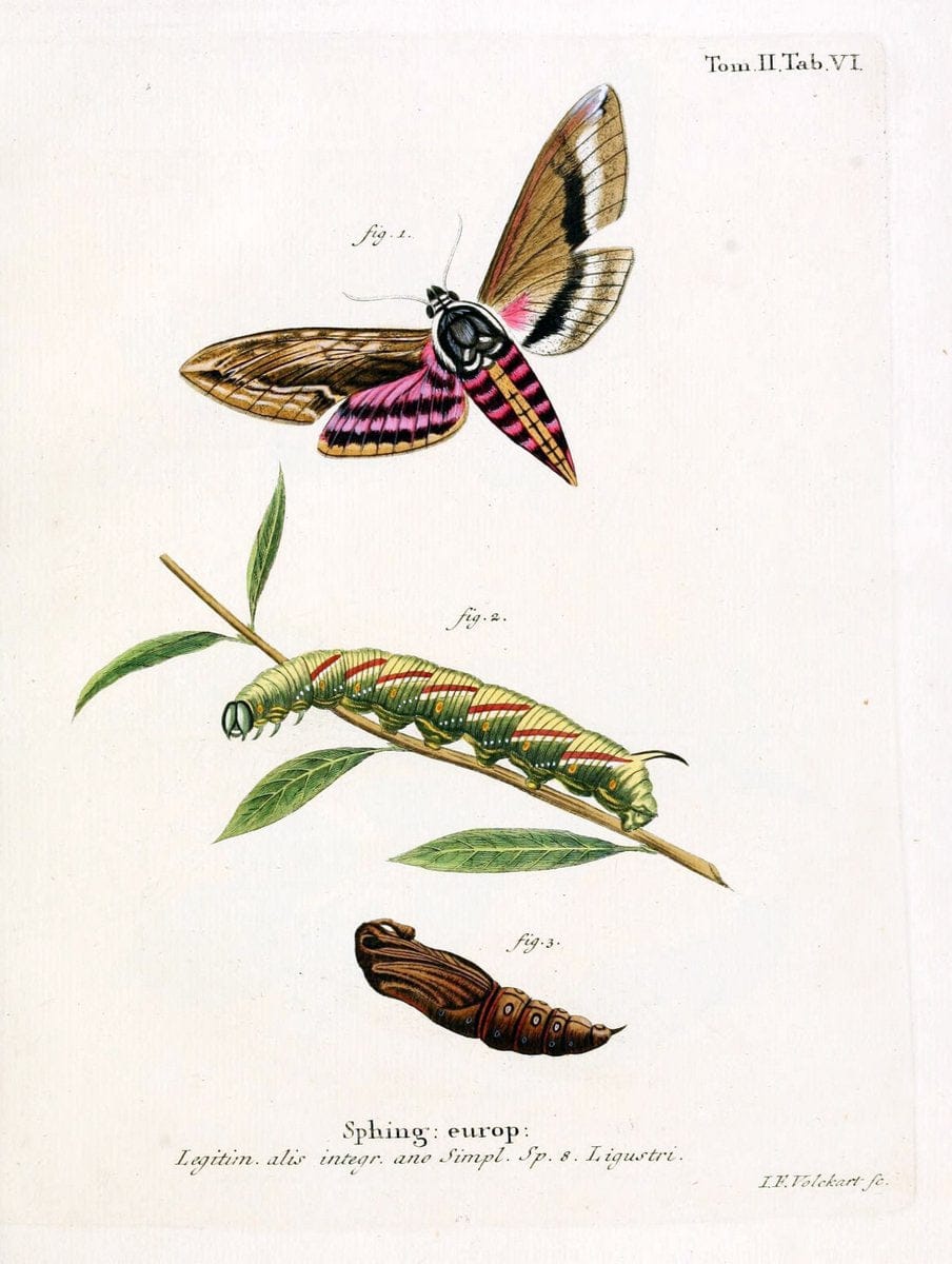 Die Schmetterlinge in Abbildungen nach der Natur /.Leipzig :T.O. Weigel,[1829-1839]. |  | Vintage Print Reproduction 472657