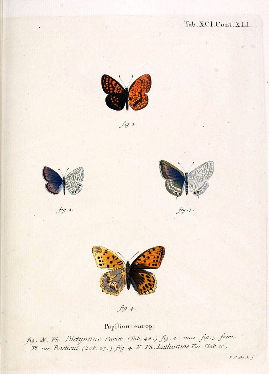 Die Schmetterlinge in Abbildungen nach der Natur. v.1 plates.Leipzig :T.O. Weigel,[1829-1839] |  | Vintage Print Reproduction 472658