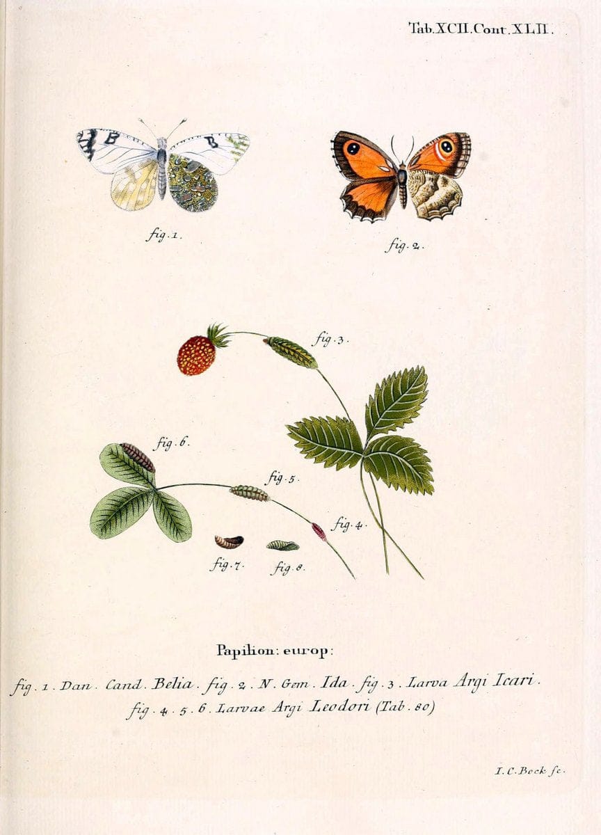 Die Schmetterlinge in Abbildungen nach der Natur. v.1 plates.Leipzig :T.O. Weigel,[1829-1839] |  | Vintage Print Reproduction 472659