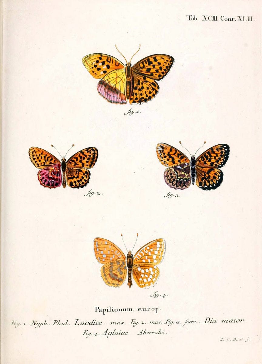 Die Schmetterlinge in Abbildungen nach der Natur. v.1 plates.Leipzig :T.O. Weigel,[1829-1839] |  | Vintage Print Reproduction 472660